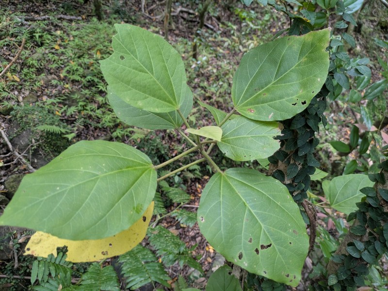 Hibiscus arnottianus subsp. punaluuensis photo 3