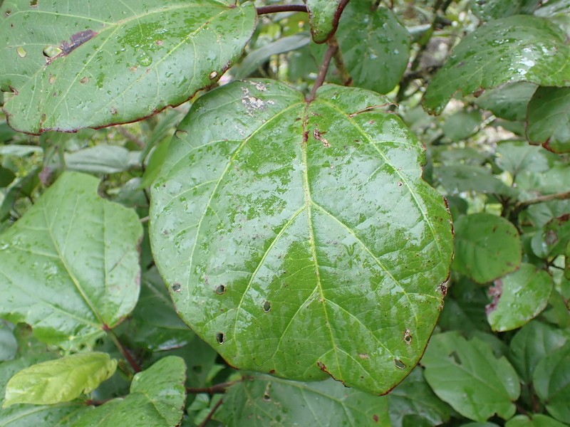Hibiscus arnottianus subsp. punaluuensis photo 4