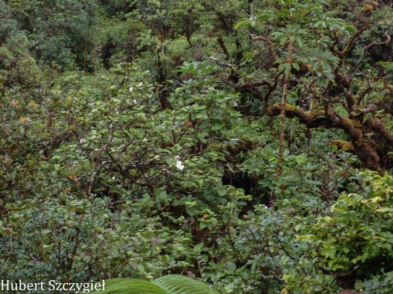 Hibiscus arnottianus subsp. punaluuensis photo 5