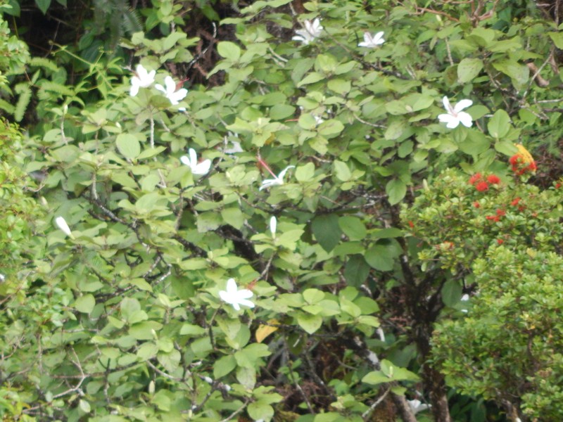 Hibiscus arnottianus subsp. punaluuensis photo 6