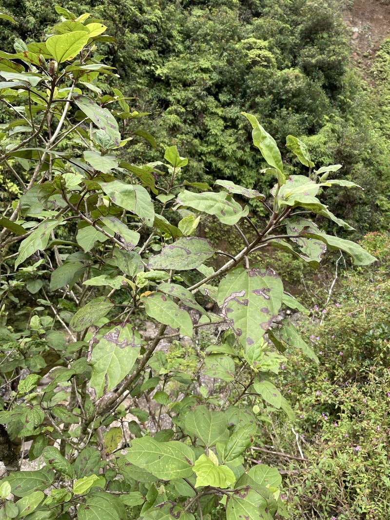 Hibiscus arnottianus subsp. punaluuensis photo 7