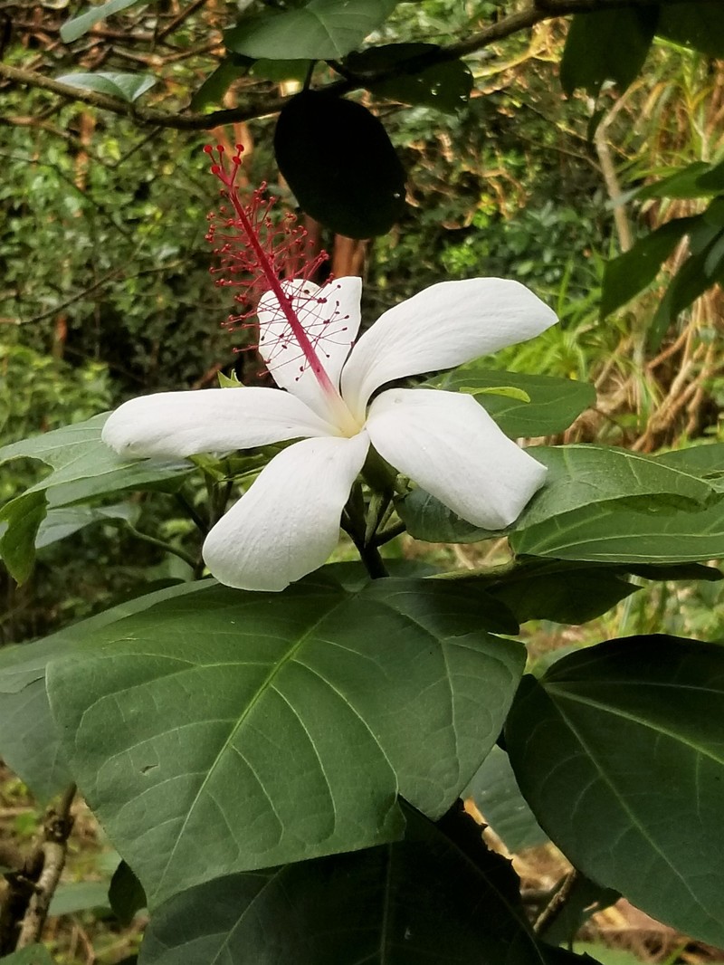 Hibiscus arnottianus subsp. punaluuensis photo 8