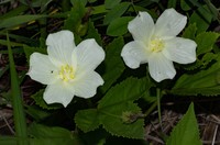Hibiscus articulatus