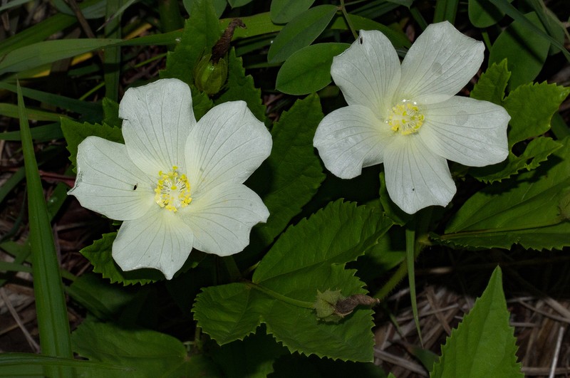 Hibiscus articulatus