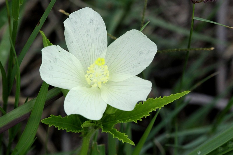 Hibiscus articulatus photo 4