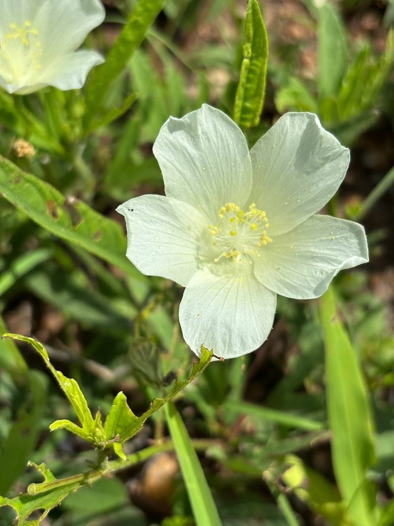 Hibiscus articulatus photo 5
