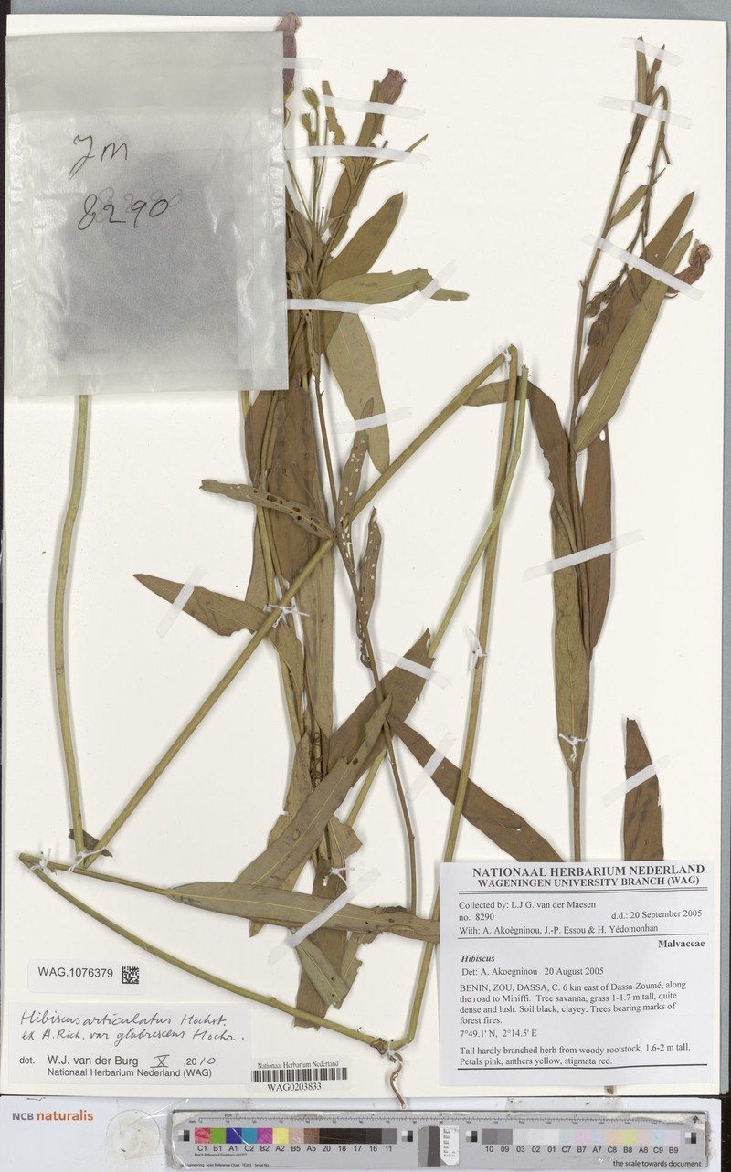 Hibiscus articulatus var. glabrescens photo 2