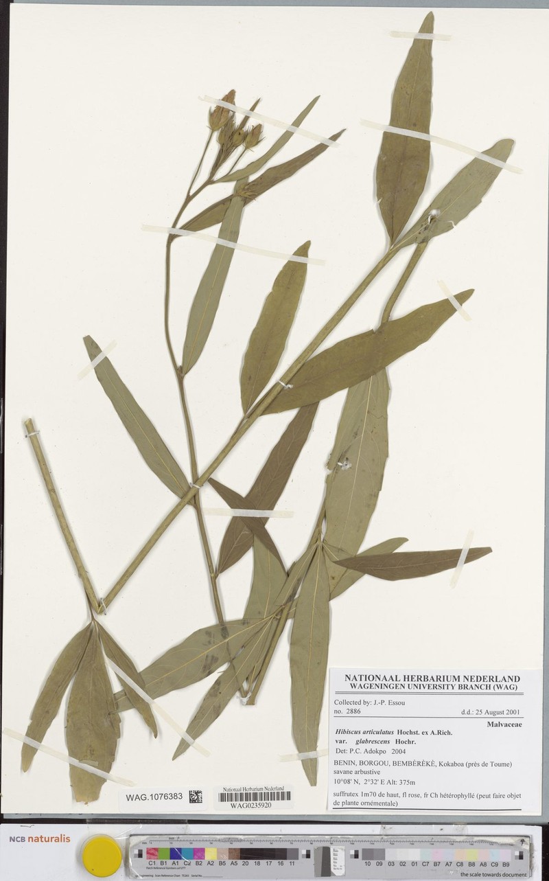 Hibiscus articulatus var. glabrescens photo 4