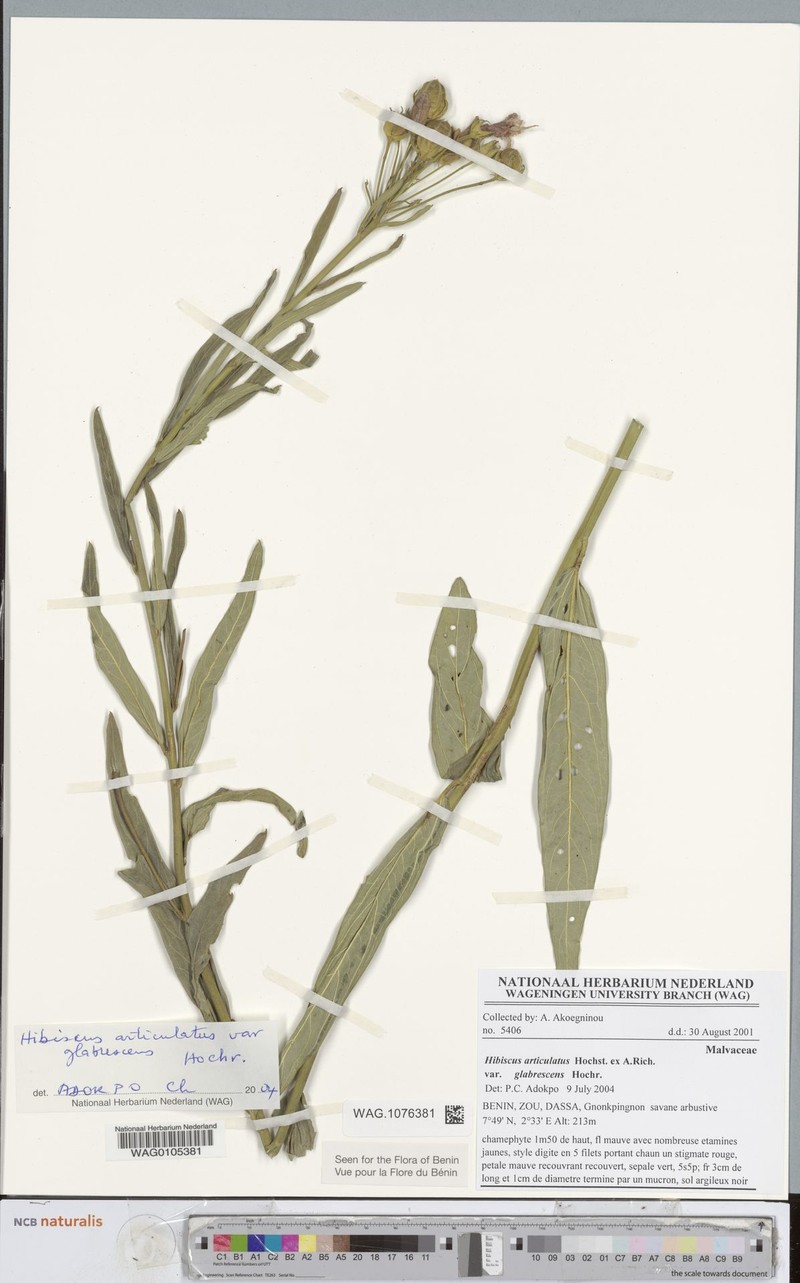 Hibiscus articulatus var. glabrescens photo 6