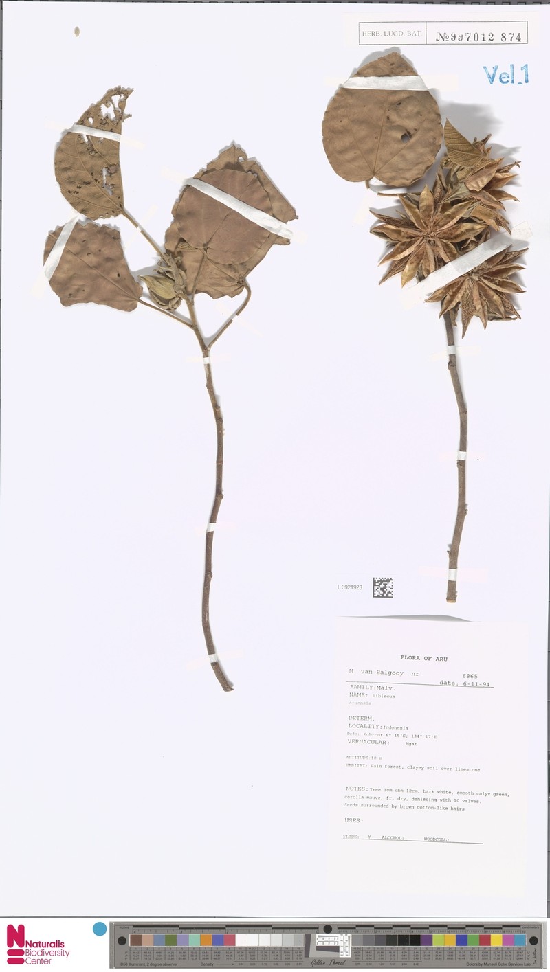 Hibiscus aruensis