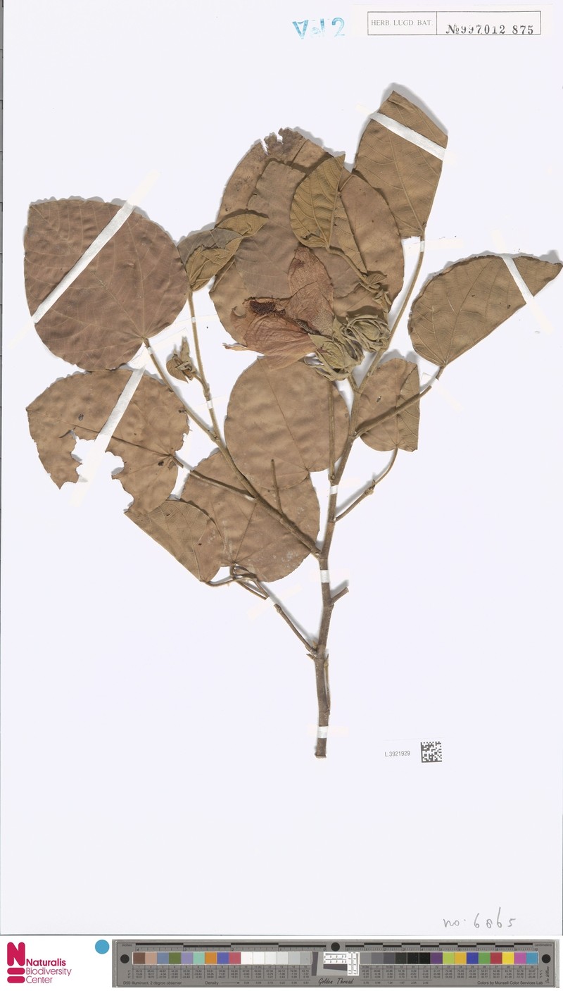 Hibiscus aruensis photo 2