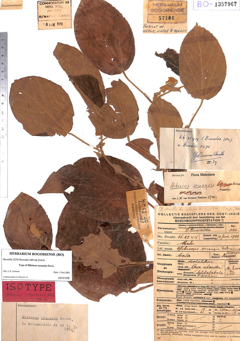 Hibiscus aruensis photo 3