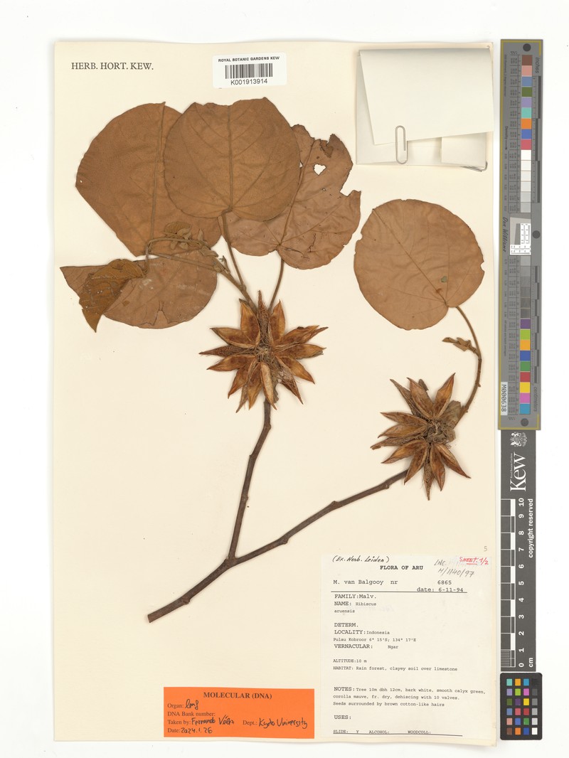 Hibiscus aruensis photo 4
