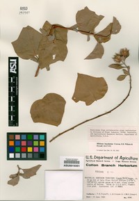 Hibiscus bacalusius