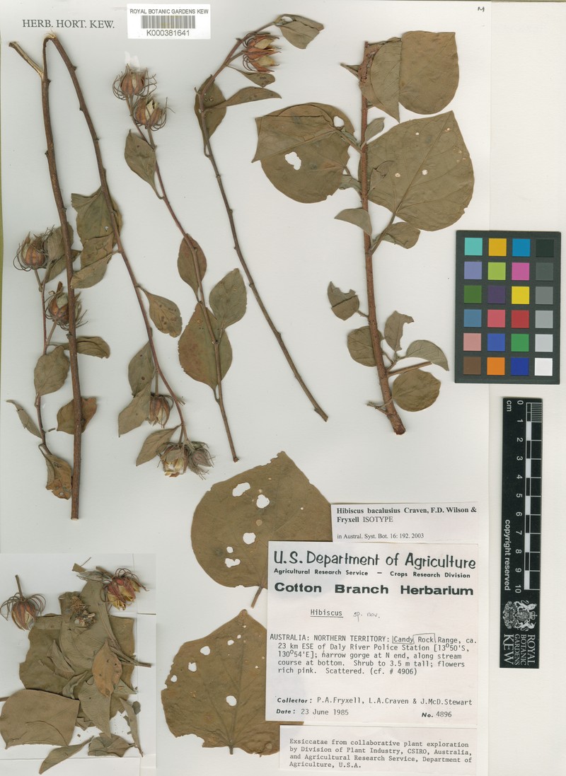 Hibiscus bacalusius photo 2