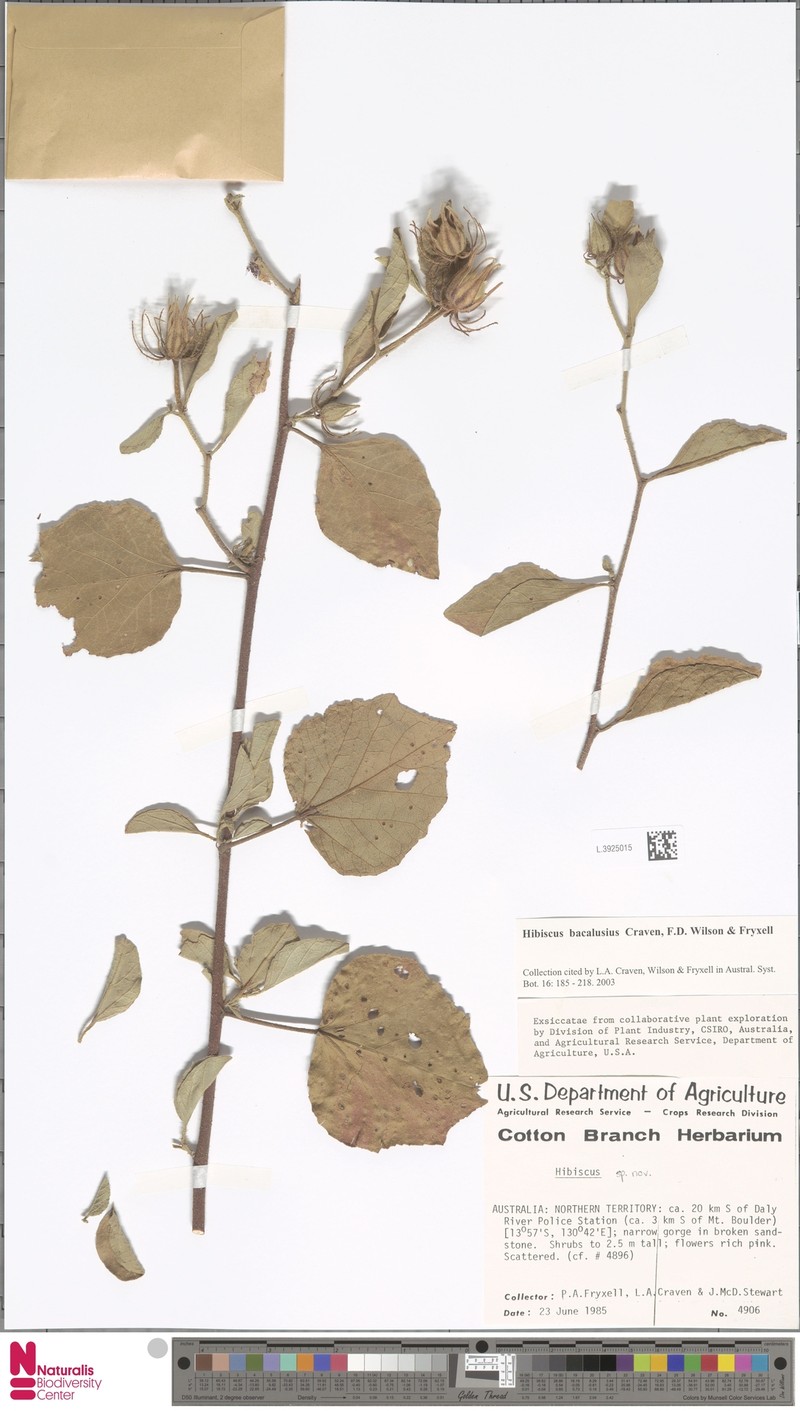 Hibiscus bacalusius photo 4
