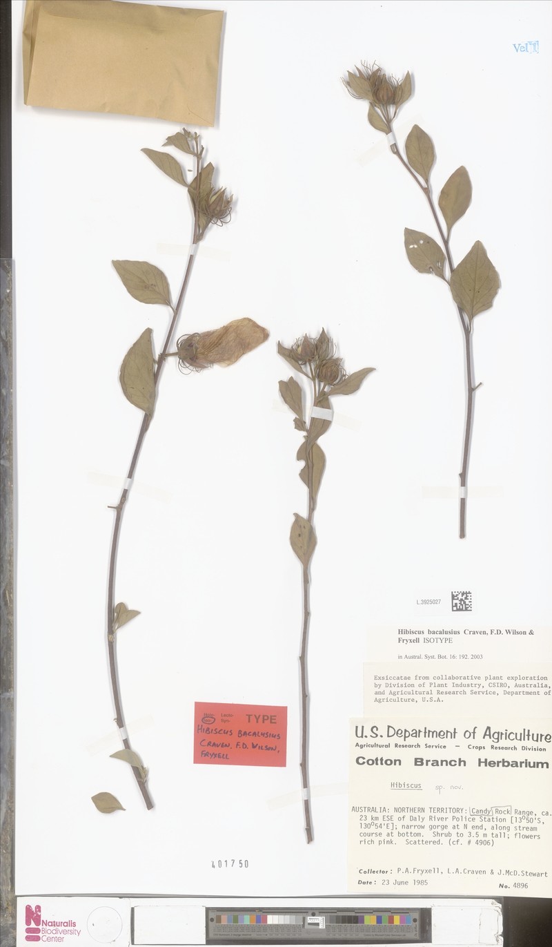 Hibiscus bacalusius photo 5