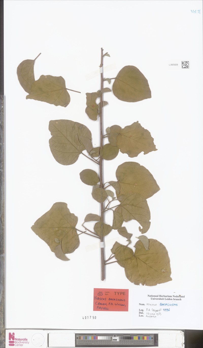 Hibiscus bacalusius photo 6