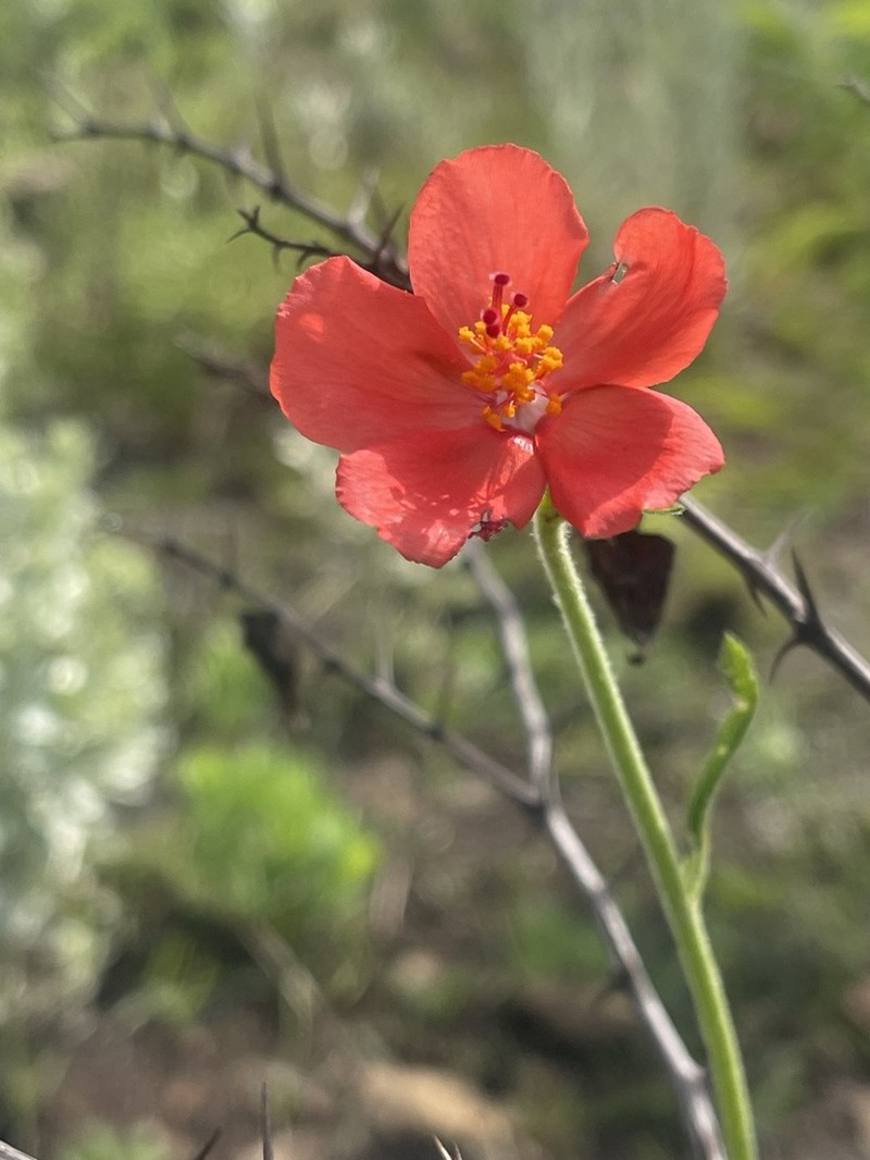 Hibiscus barbosae