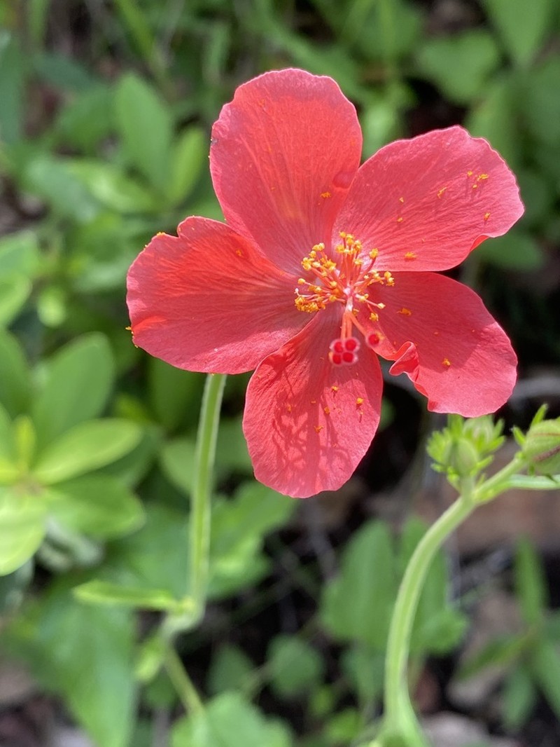 Hibiscus barbosae photo 2
