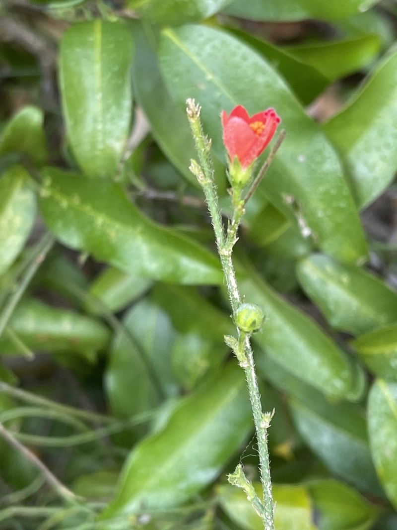 Hibiscus barbosae photo 3