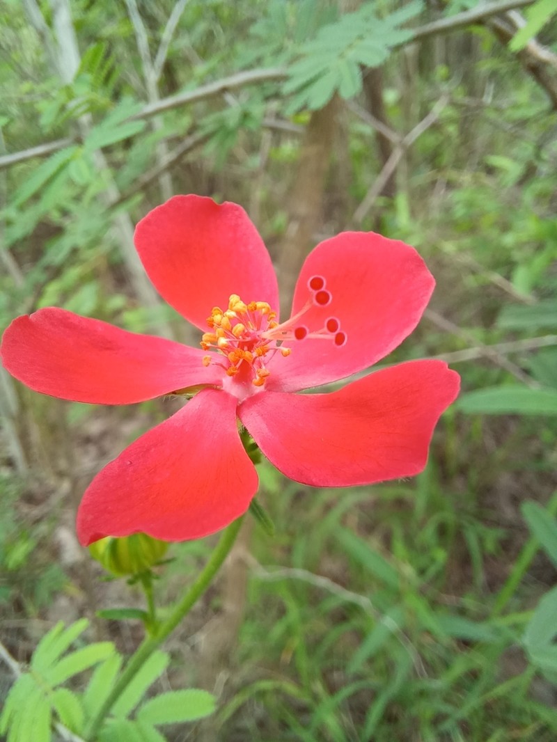 Hibiscus barbosae photo 4