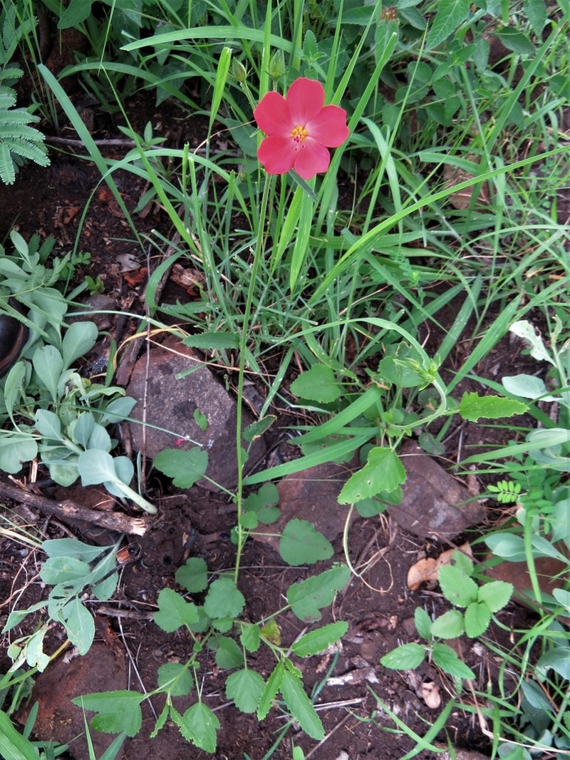 Hibiscus barbosae photo 5