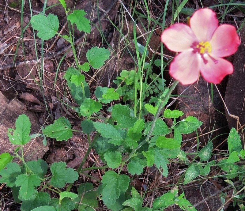 Hibiscus barbosae photo 6