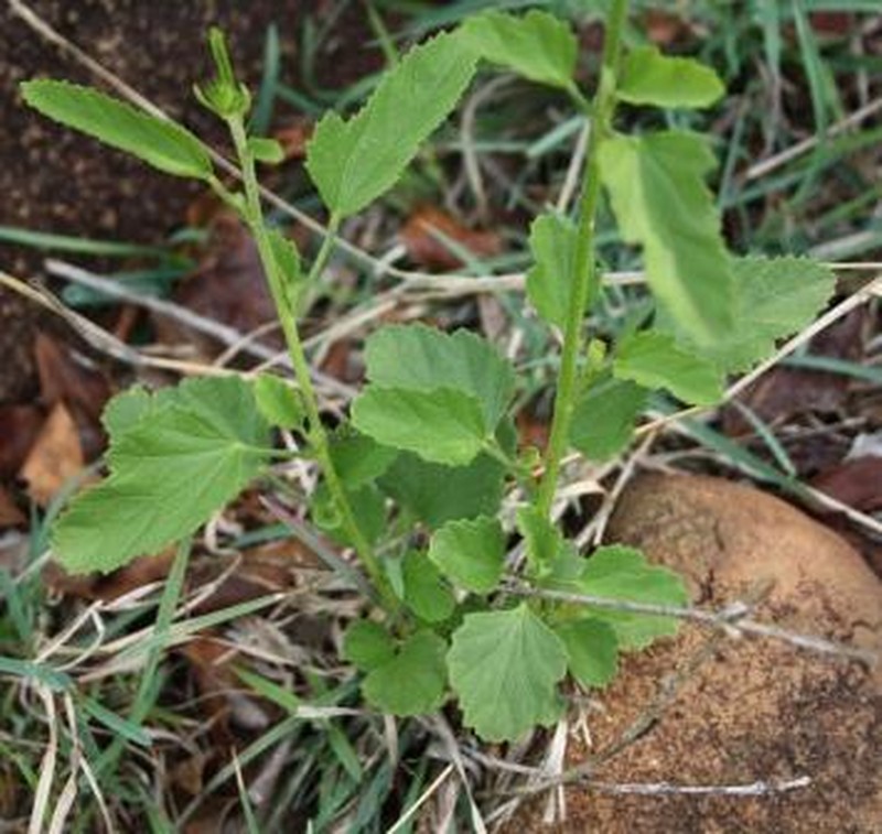 Hibiscus barbosae photo 7