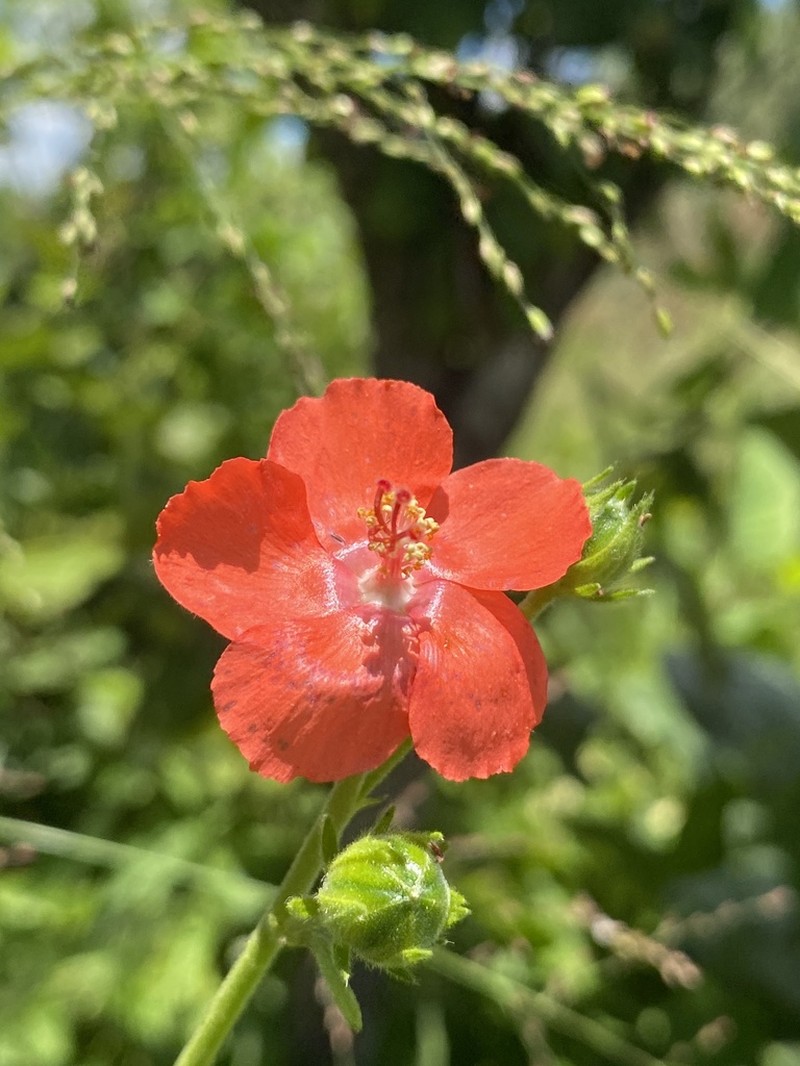 Hibiscus barbosae photo 8