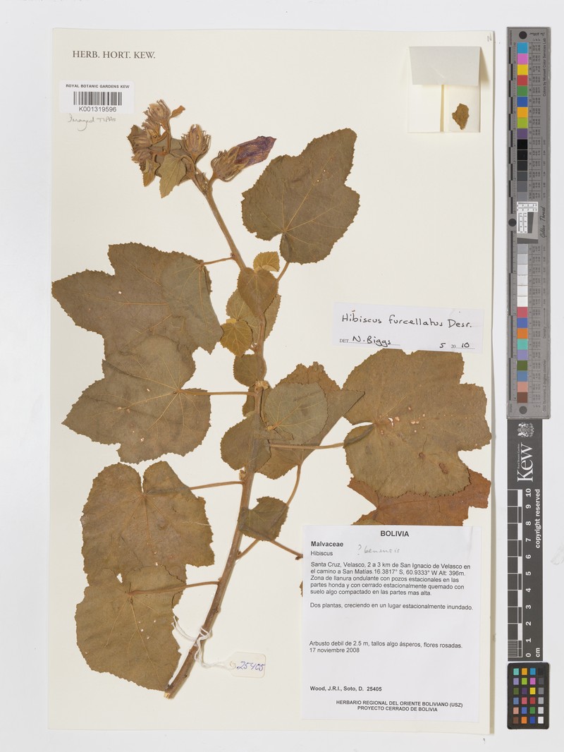Hibiscus benensis