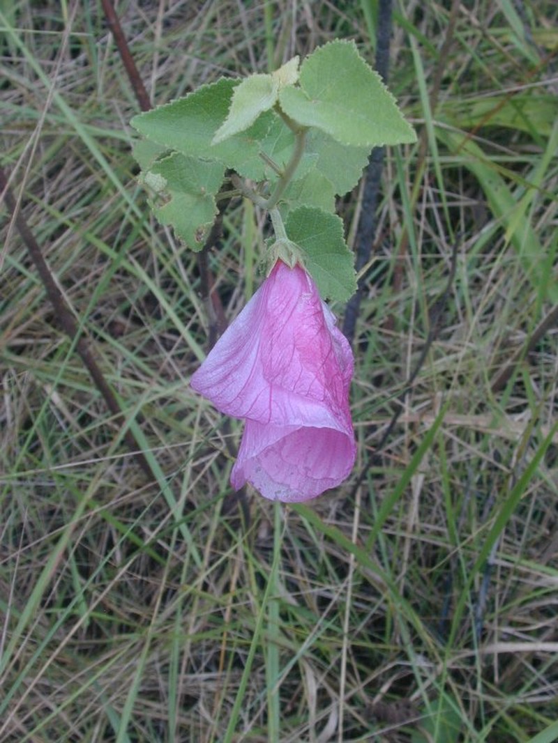 Hibiscus benensis photo 2