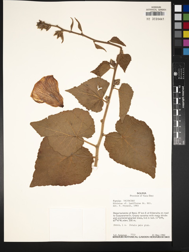 Hibiscus benensis photo 3