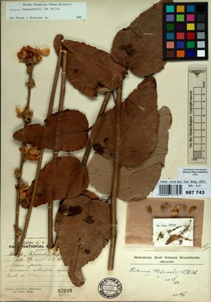 Hibiscus bequaertii photo 6