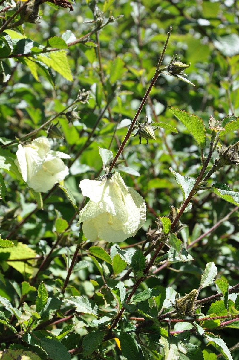 Hibiscus berberidifolius photo 2