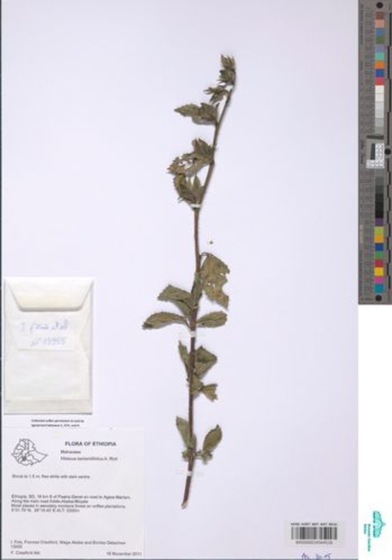 Hibiscus berberidifolius photo 3