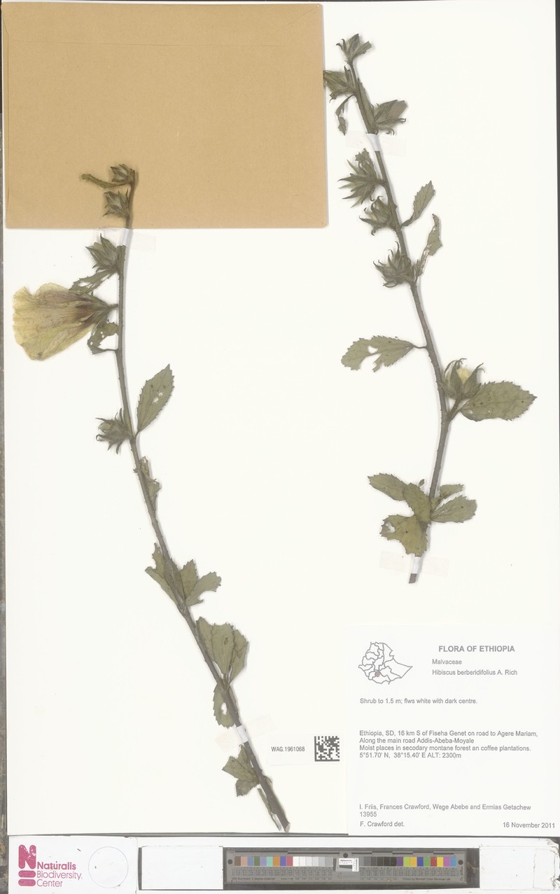 Hibiscus berberidifolius photo 4