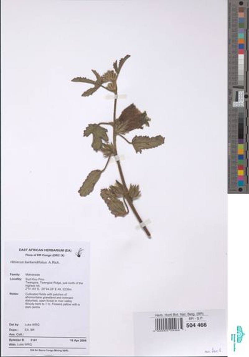 Hibiscus berberidifolius photo 5