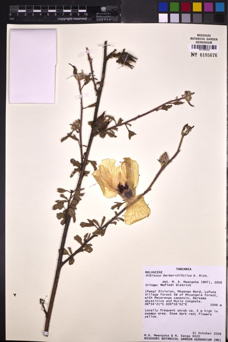 Hibiscus berberidifolius photo 6