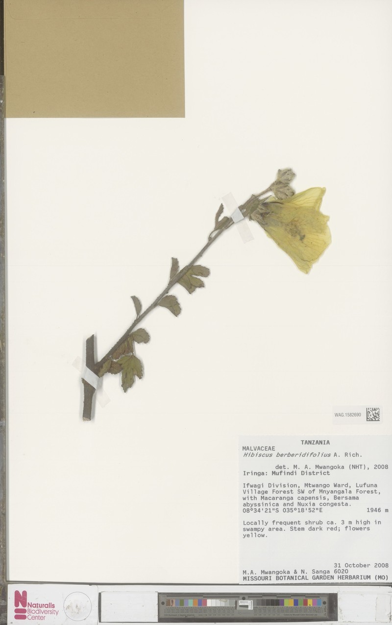 Hibiscus berberidifolius photo 8