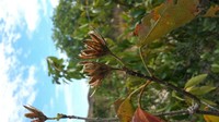 Hibiscus bernieri