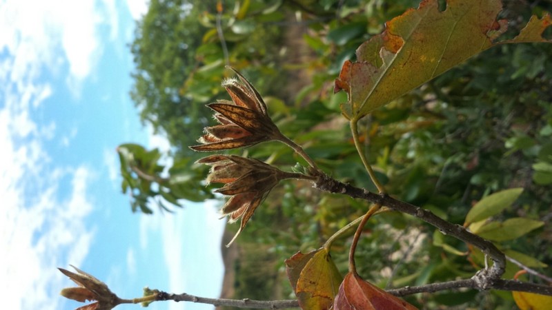 Hibiscus bernieri