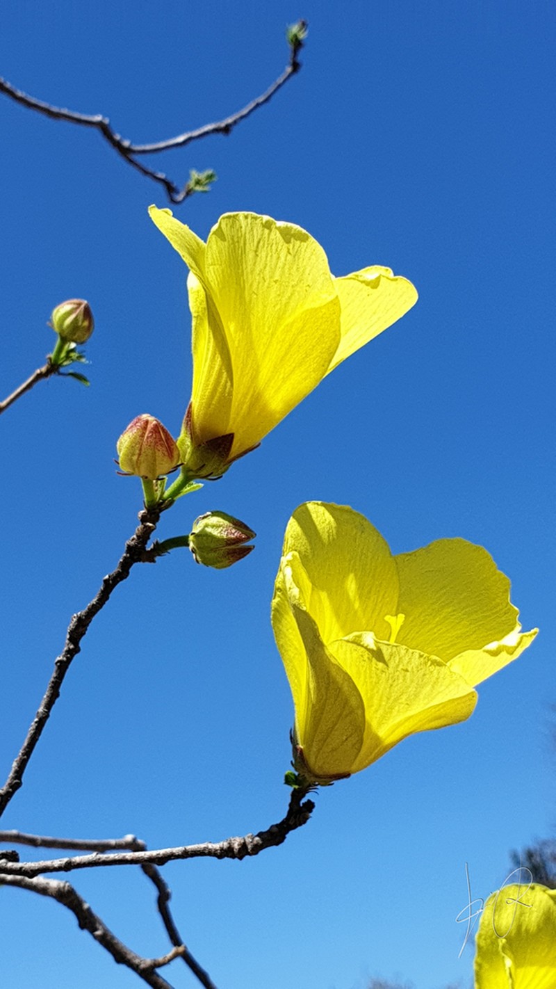 Hibiscus bernieri photo 2