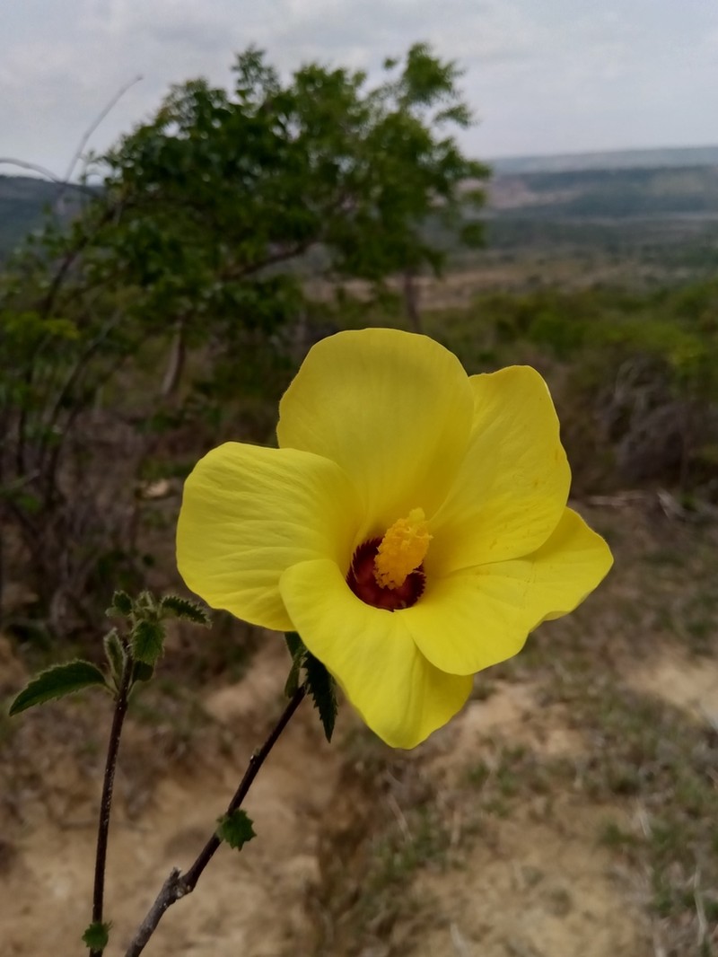 Hibiscus bernieri photo 3