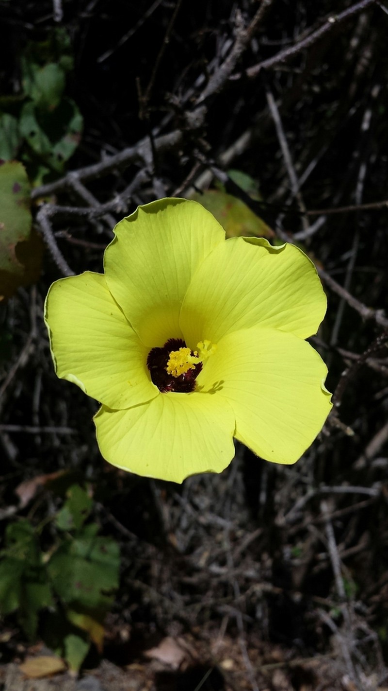 Hibiscus bernieri photo 4
