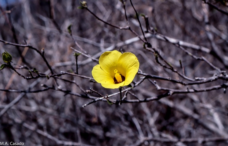 Hibiscus bernieri photo 5