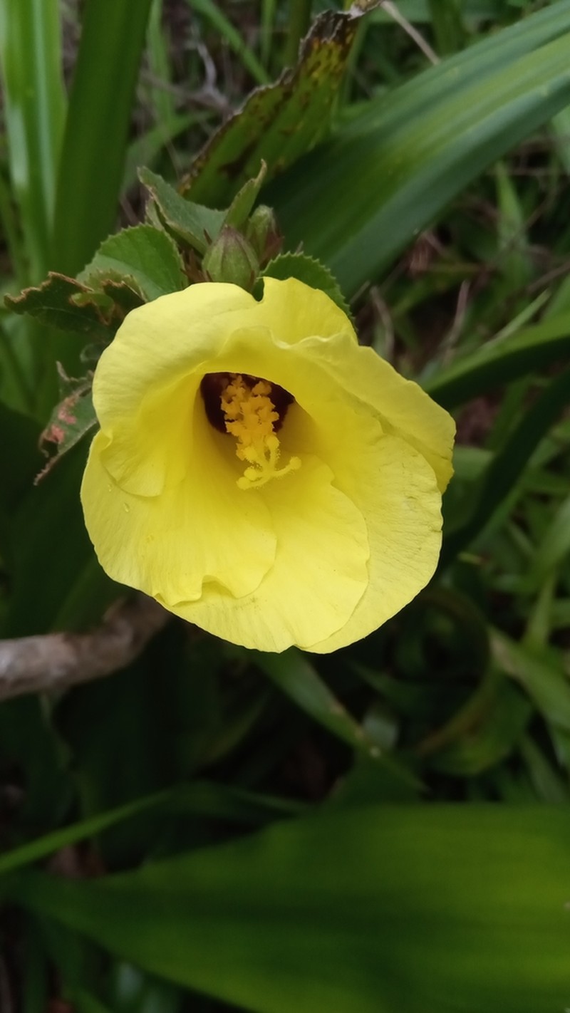Hibiscus bernieri photo 6