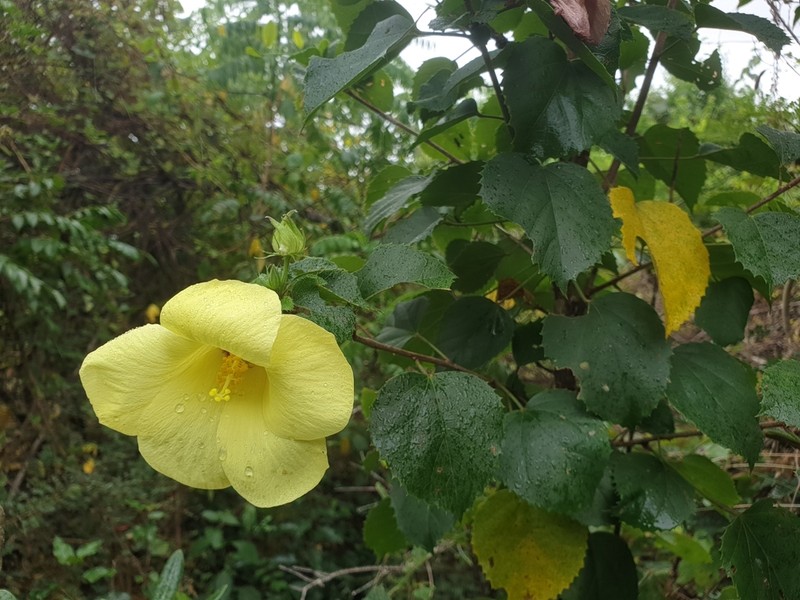 Hibiscus bernieri photo 7