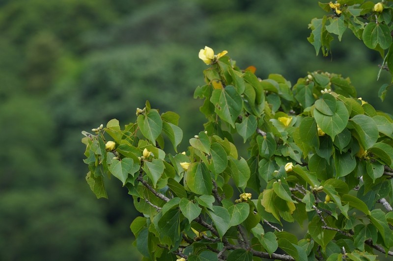 Hibiscus bernieri photo 8