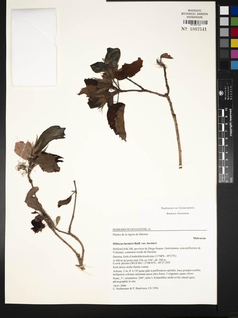 Hibiscus bernieri var. bernieri